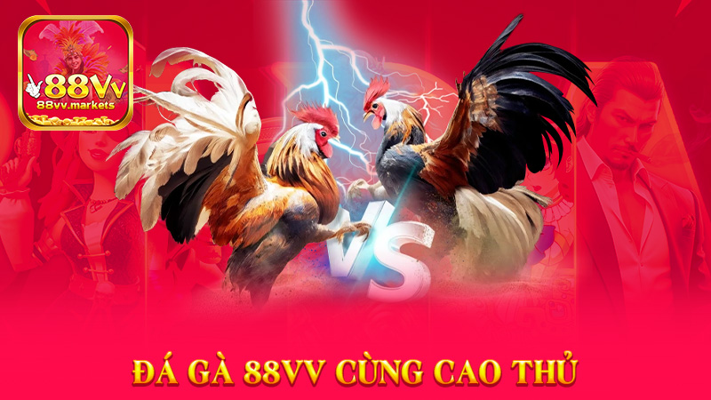 Cập Nhật Kiến Thức Đá Gà 88vv Cùng Cao Thủ Hôm Nay