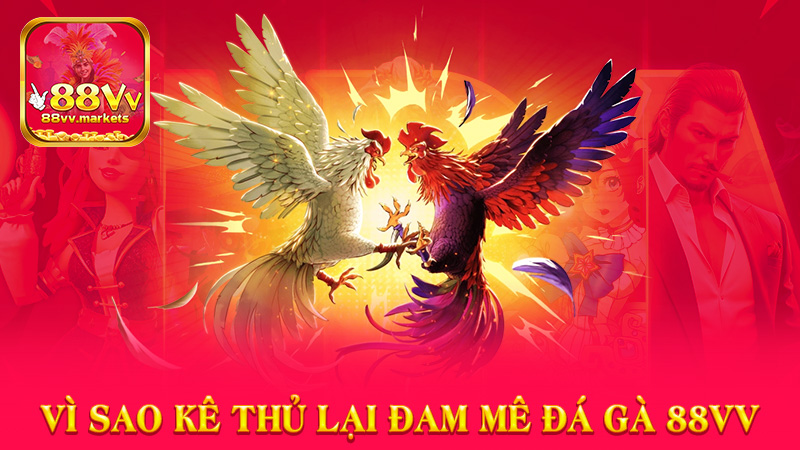 Vì Sao Kê Thủ Lại Đam Mê Đá Gà 88vv